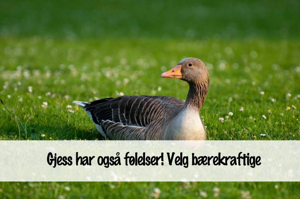 dunsovepose dun baerekraft