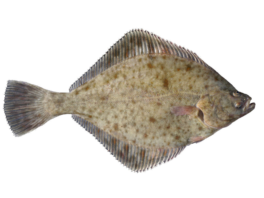 fladfisk