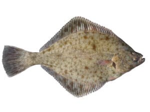 fladfisk